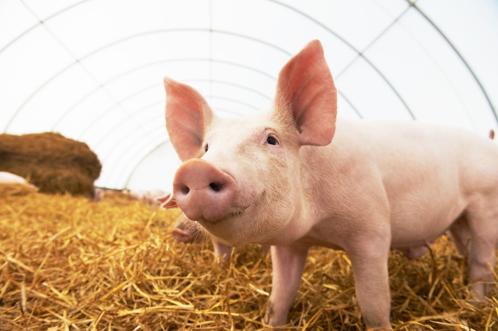 baby pig in a farm