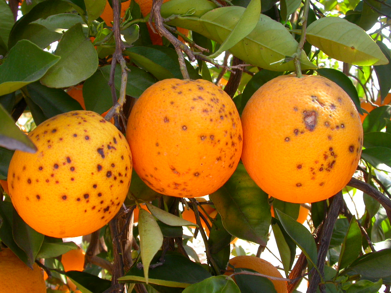 plant pest orange citricarpa