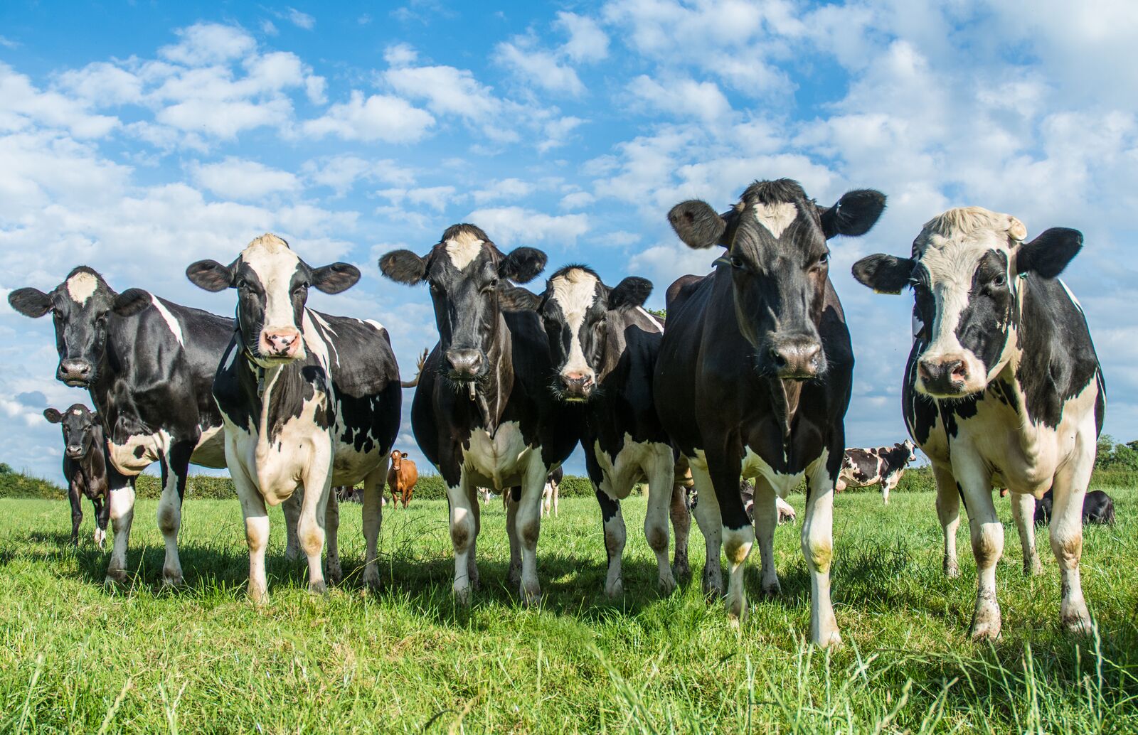 group on cow in a grass field